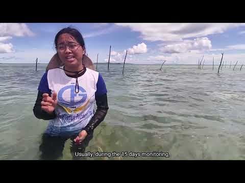 Juvenile Sandfish Monitoring in Maliwaliw Island (GDFI)