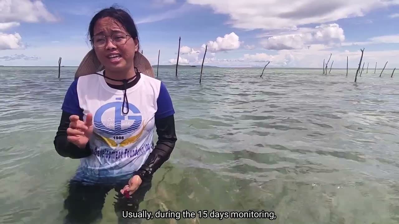 Juvenile Sandfish Monitoring in Maliwaliw Island (GDFI)